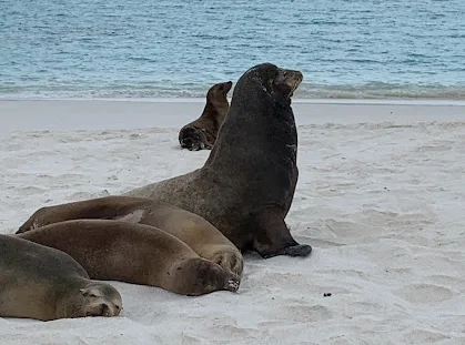 Sea Lions on a beach in the Galapagos Islands