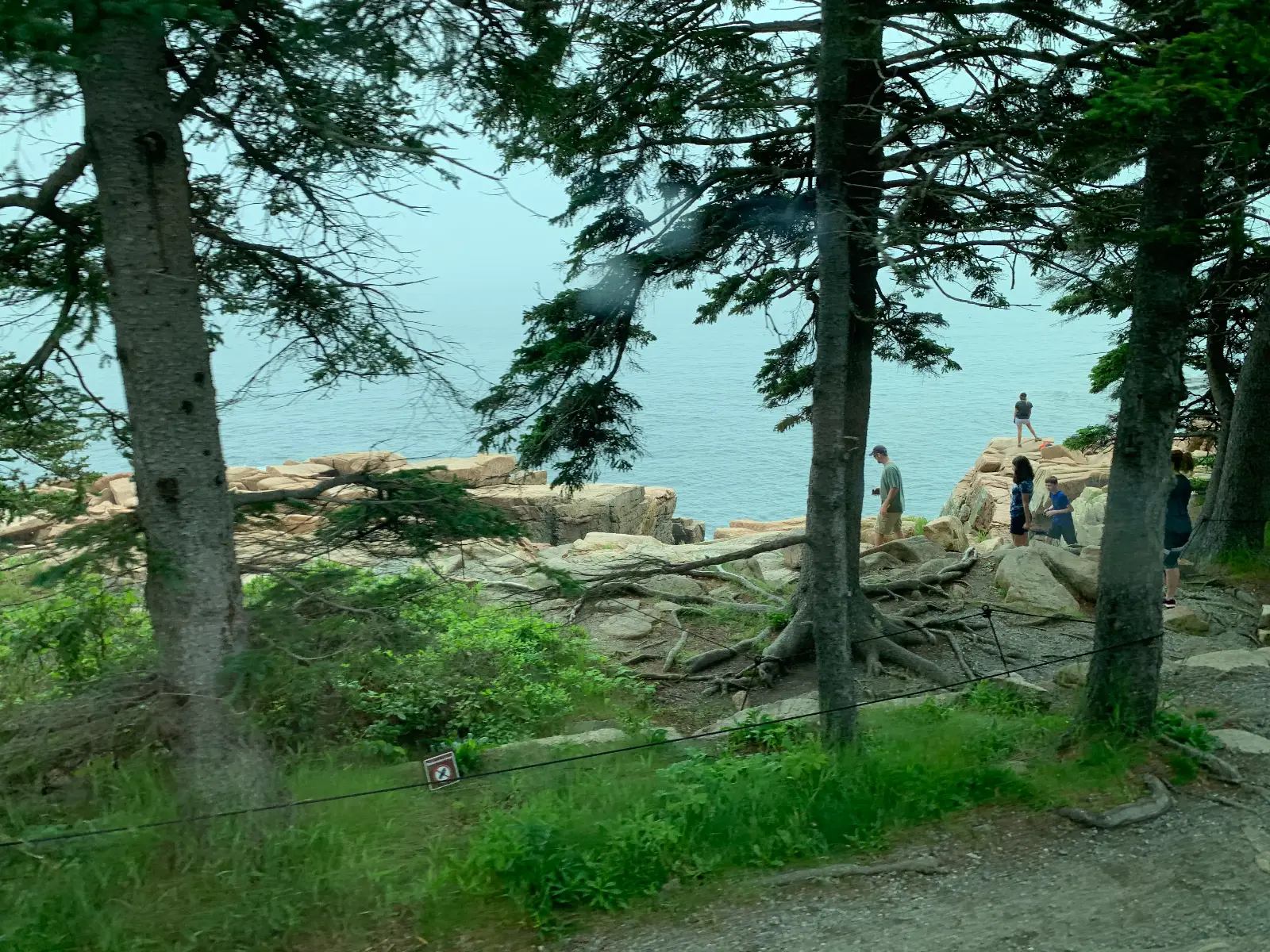 Acadia National Park, tall evergreen trees with a blue water in the background